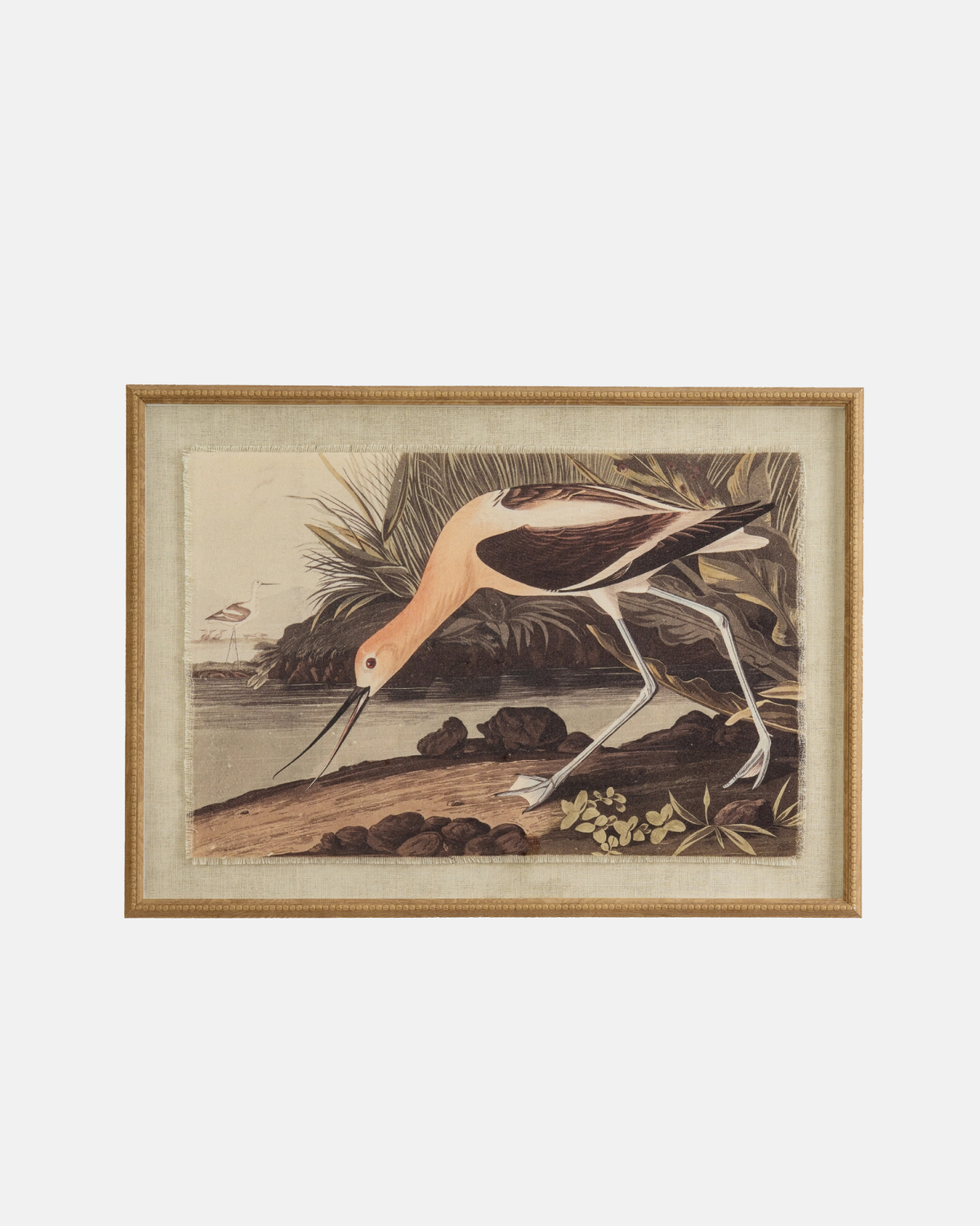 Avocet on Linen Framed Print