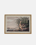 A framed vintage natural history illustration of a long-beaked curlew bird standing among reeds near water, set in a light wood frame.