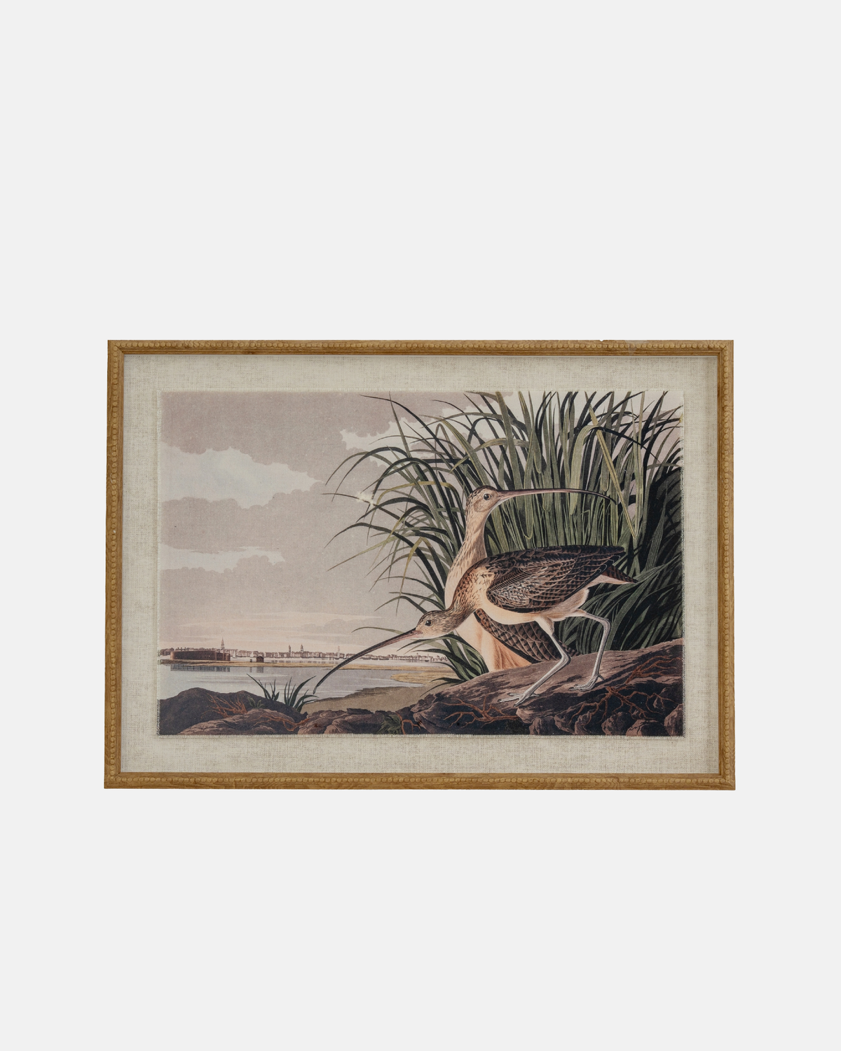 A framed vintage natural history illustration of a long-beaked curlew bird standing among reeds near water, set in a light wood frame.