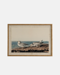 Plovers on Linen Framed Print