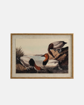 Pochards on Linen Framed Print