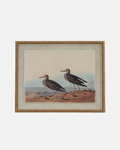 Sandpipers on Linen Framed Print